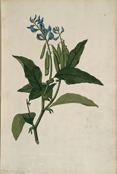Crotalaria verrucosa, blue rattlesnake