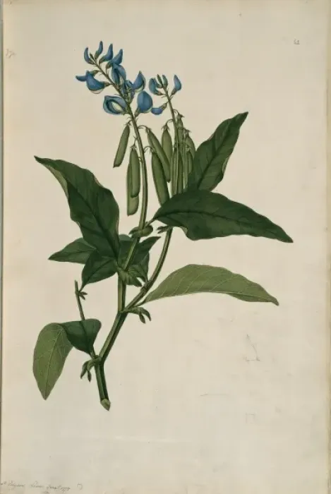 Framed Print : Crotalaria verrucosa, blue rattlesnake Framed Print : Crotalaria verrucosa, blue rattlesnake