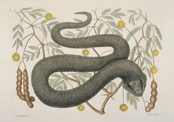 Crotalus sp. black viper