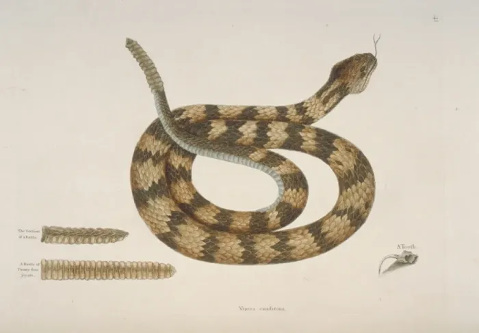 Framed Print : Crotalus sp. rattlesnake Framed Print : Crotalus sp. rattlesnake