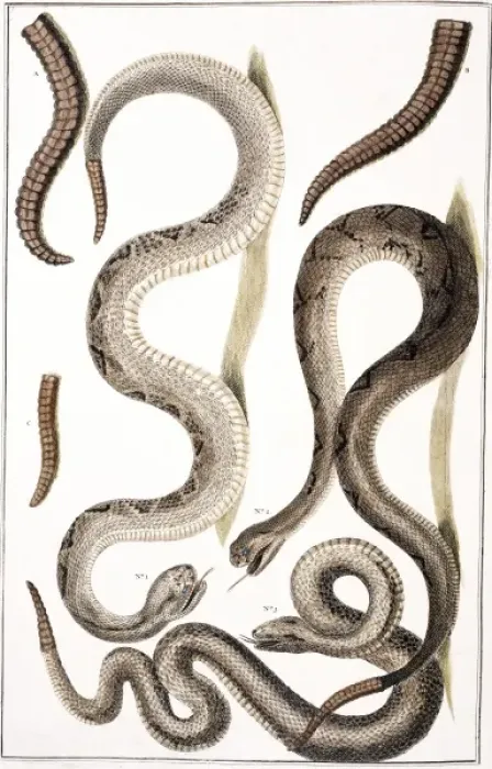 Framed Print : Crotalus sp. rattlesnake Framed Print : Crotalus sp. rattlesnake