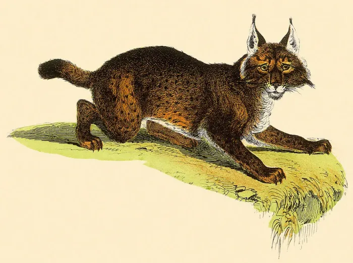 Framed Print : Crouching LynX Date: 1880 Framed Print : Crouching LynX Date: 1880