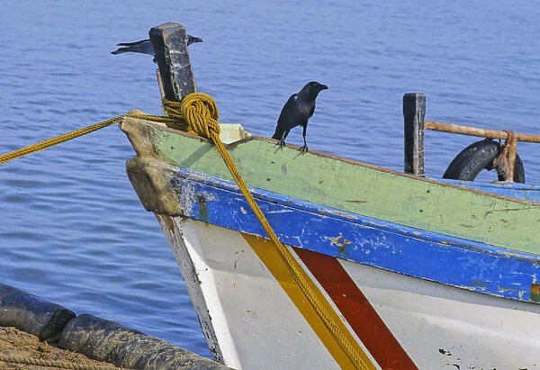 Crow on boat, Sri Lanka