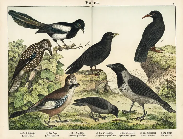 Framed Print : Crow, jackdaw, jay, nutcracker, etc Framed Print : Crow, jackdaw, jay, nutcracker, etc