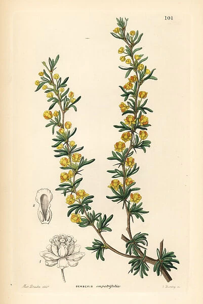 Crowberry-leaved berberry, Berberis empetrifolia
