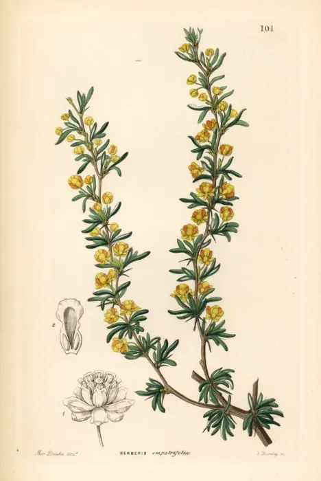 Framed Print : Crowberry-leaved berberry, Berberis empetrifolia Framed Print : Crowberry-leaved berberry, Berberis empetrifolia