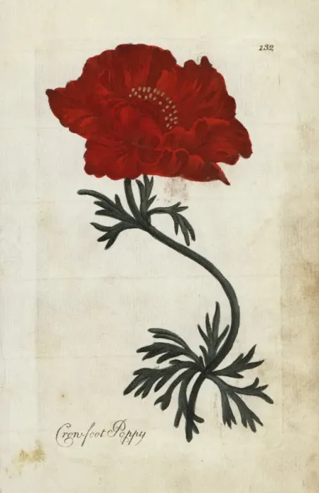 Framed Print : Crowfoot poppy or Persian buttercup, Ranunculus asiaticus Framed Print : Crowfoot poppy or Persian buttercup, Ranunculus asiaticus
