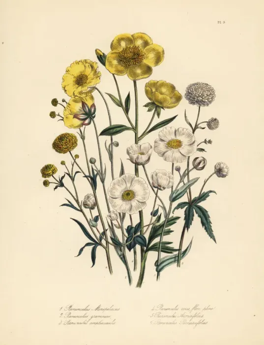 Framed Print : Crowfoot species Framed Print : Crowfoot species