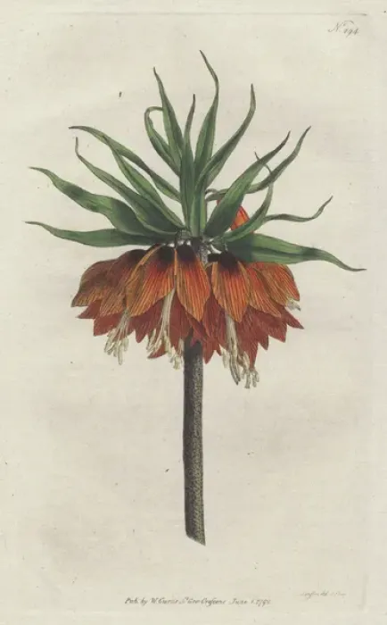 Framed Print : Crown imperial, Fritillaria imperialis Framed Print : Crown imperial, Fritillaria imperialis