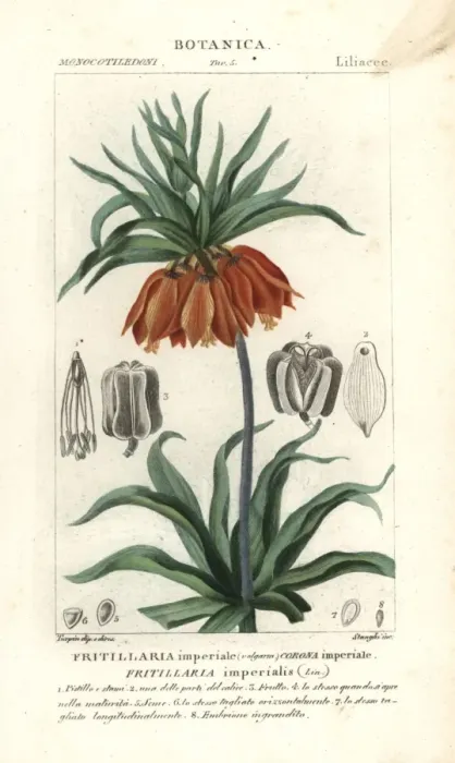 Framed Print : Crown imperial, Fritillaria imperialis Framed Print : Crown imperial, Fritillaria imperialis