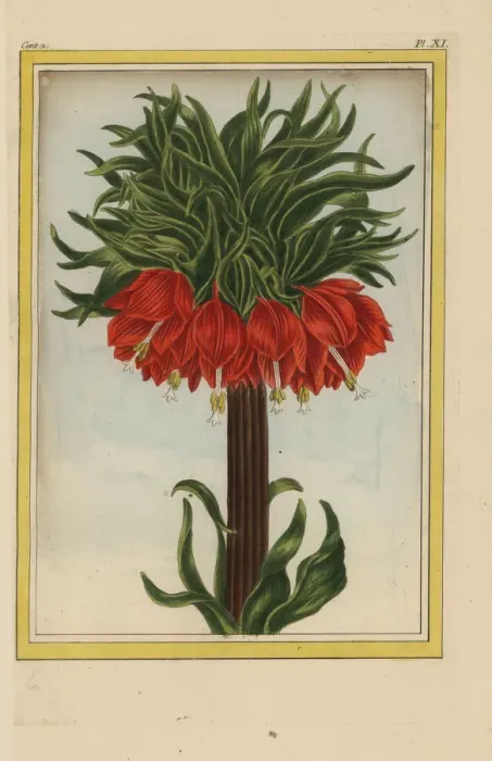 Framed Print : Crown imperial, Fritillaria imperialis Framed Print : Crown imperial, Fritillaria imperialis