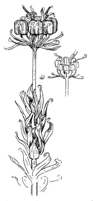 Framed Print : Crown Imperial Seed Pods Framed Print : Crown Imperial Seed Pods