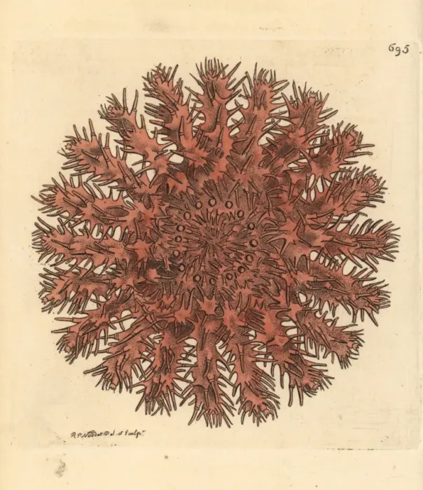 Framed Print : Crown of thorns starfish, Acanthaster planci Framed Print : Crown of thorns starfish, Acanthaster planci