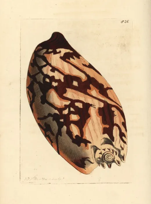 Framed Print : Crowned baler shell, Melo aethiopicus Framed Print : Crowned baler shell, Melo aethiopicus
