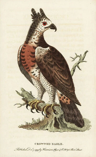 Crowned eagle, Stephanoaetus coronatus