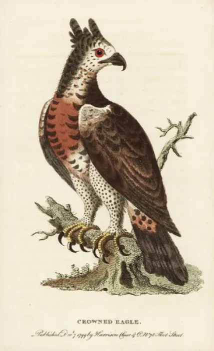 Framed Print : Crowned eagle, Stephanoaetus coronatus Framed Print : Crowned eagle, Stephanoaetus coronatus