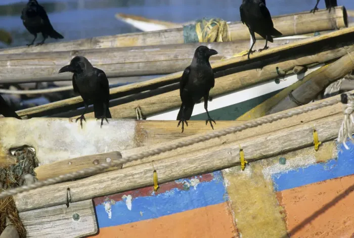Framed Print : Crows on boats, Sri Lanka Framed Print : Crows on boats, Sri Lanka