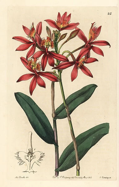 Crucifix orchid, Epidendrum cinnabarinum