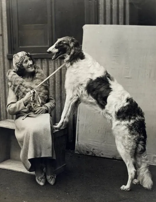 Framed Print : CRUFTS PRIZEWINNER 1933 Framed Print : CRUFTS PRIZEWINNER 1933