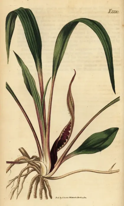 Framed Print : Cryptocoryne spiralis (Arum spirale) Framed Print : Cryptocoryne spiralis (Arum spirale)