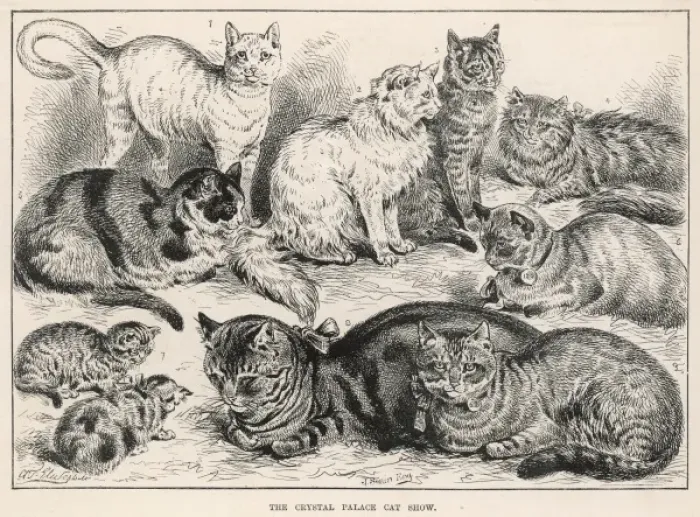 Framed Print : Crystal Palace Cat Show, 1887 Framed Print : Crystal Palace Cat Show, 1887