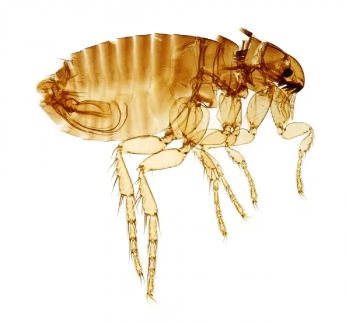 Framed Print : Ctenocephalides felis felis, cat flea Framed Print : Ctenocephalides felis felis, cat flea
