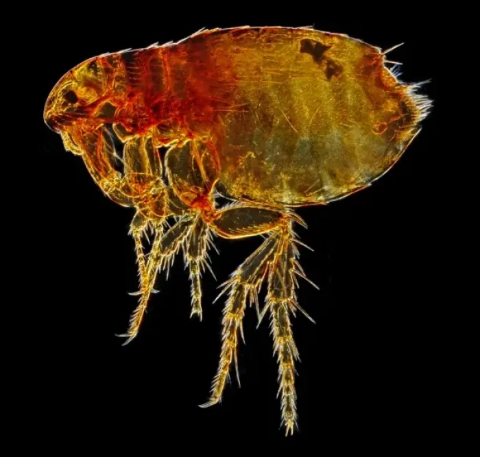 Framed Print : Ctenocephalides felis felis, cat flea Framed Print : Ctenocephalides felis felis, cat flea