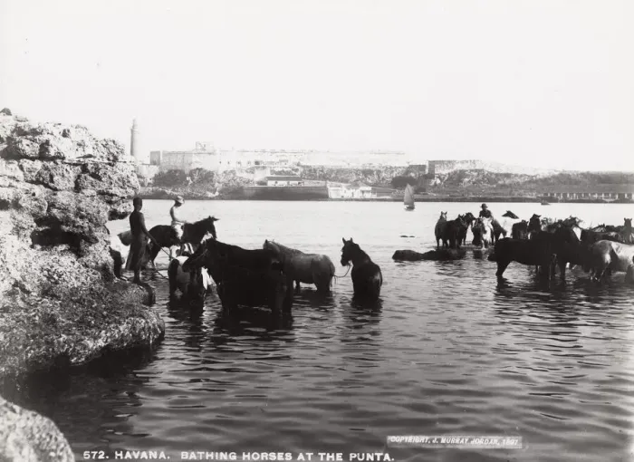 Framed Print : Cuba: bathing horse at the Punta, Havana Framed Print : Cuba: bathing horse at the Punta, Havana
