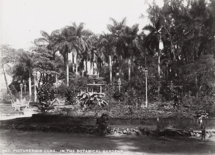 Framed Print : Cuba: in the Botanical Gardens Framed Print : Cuba: in the Botanical Gardens