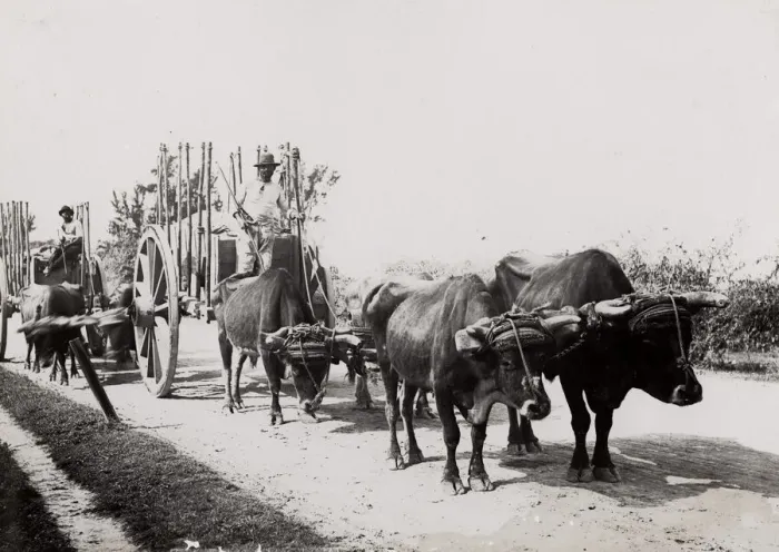 Framed Print : Cuba: farming, country ox cart Framed Print : Cuba: farming, country ox cart