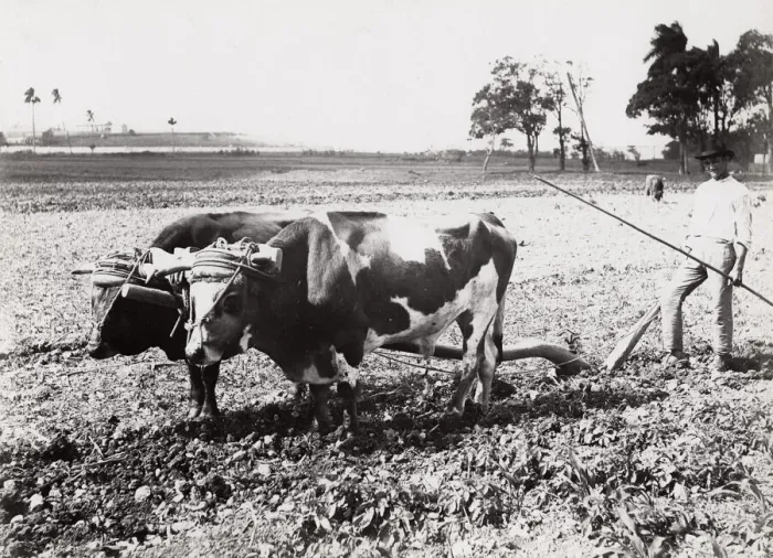 Framed Print : Cuba: farming, farmer ploughing with oxen Framed Print : Cuba: farming, farmer ploughing with oxen