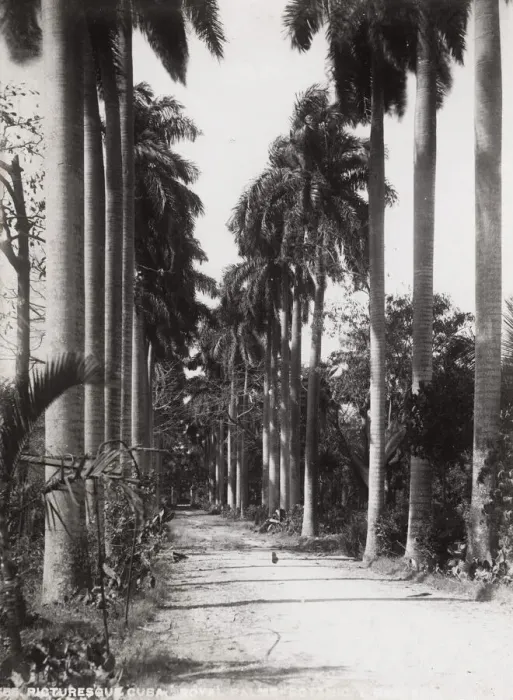 Framed Print : Cuba: Royal Palms, Botanical Gardens Framed Print : Cuba: Royal Palms, Botanical Gardens