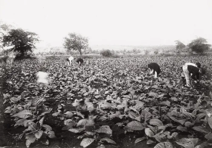 Framed Print : Cuba: tobacco plantation near Havana Framed Print : Cuba: tobacco plantation near Havana