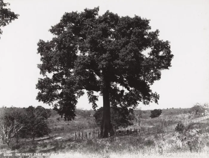 Framed Print : Cuba: Treaty Tree near San Juan Hill Framed Print : Cuba: Treaty Tree near San Juan Hill