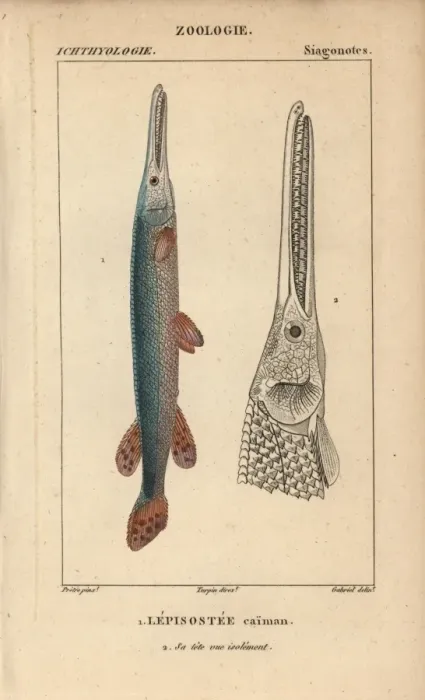 Framed Print : Cuban gar, Atractosteus tristoechus Framed Print : Cuban gar, Atractosteus tristoechus