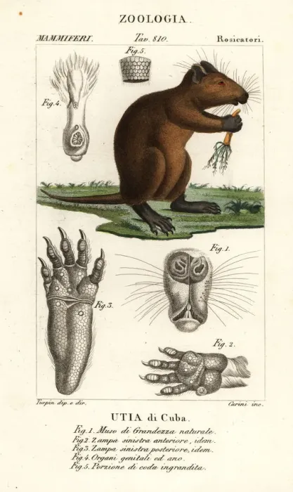 Framed Print : Cuban hutia, Capromys pilorides Framed Print : Cuban hutia, Capromys pilorides