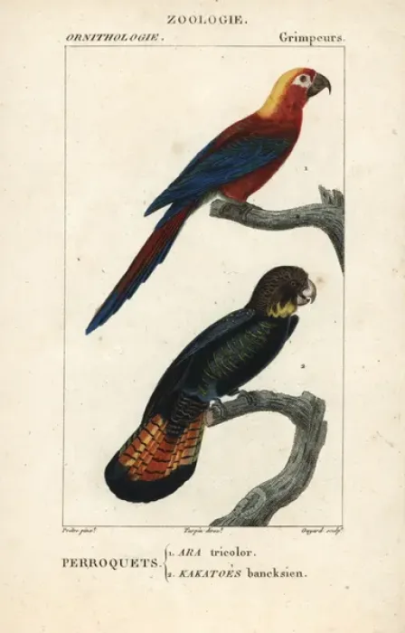Framed Print : Cuban red macaw, Ara tricolor (extinct) Framed Print : Cuban red macaw, Ara tricolor (extinct)