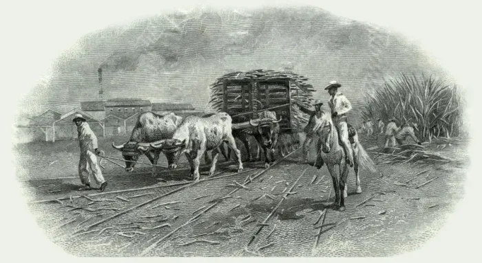 Framed Print : CUBAN SUGAR CANE 1922 Framed Print : CUBAN SUGAR CANE 1922
