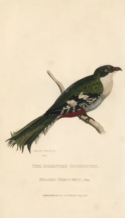 Framed Print : Cuban trogon or tocororo, Priotelus temnurus Framed Print : Cuban trogon or tocororo, Priotelus temnurus