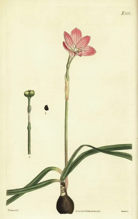 Framed Print : Cuban zephyrlily, Zephyranthes rosea Framed Print : Cuban zephyrlily, Zephyranthes rosea