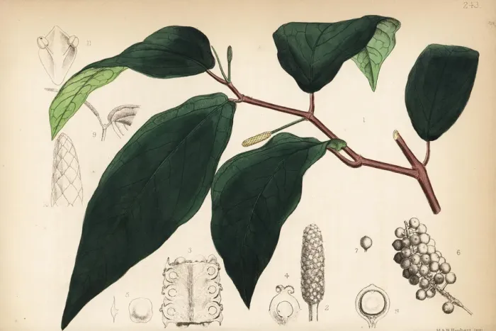 Framed Print : Cubeba, Piper cubeba
