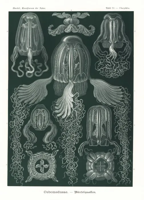 Framed Print : Cubomedusae or box jellyfish Framed Print : Cubomedusae or box jellyfish