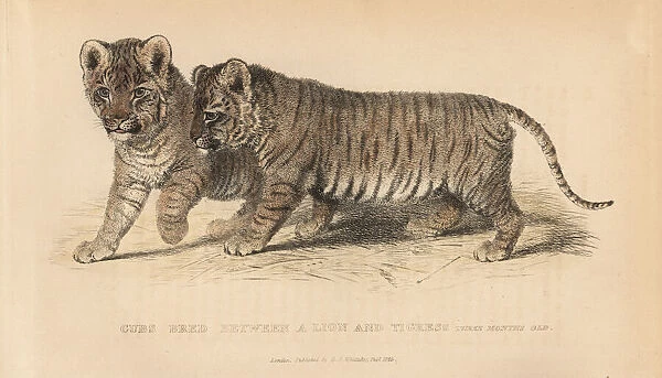 Cubs bred between a lion, Panthera leo