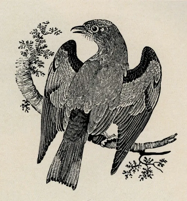 Framed Print : Cuckoo with spread wings on branch. Artist: Thomas Bewick Framed Print : Cuckoo with spread wings on branch. Artist: Thomas Bewick