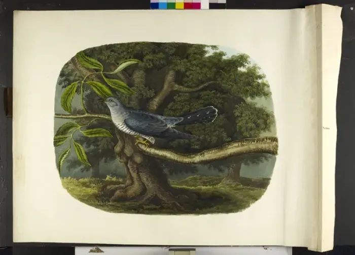 Framed Print : The cuckoo Cuculus canorus Framed Print : The cuckoo Cuculus canorus