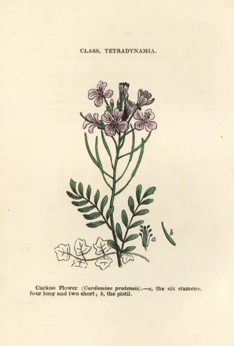 Framed Print : Cuckoo flower, Cardamine pratensis Framed Print : Cuckoo flower, Cardamine pratensis