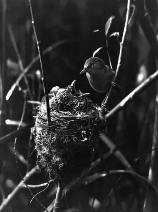 Framed Print : Cuckoo in the Nest Framed Print : Cuckoo in the Nest