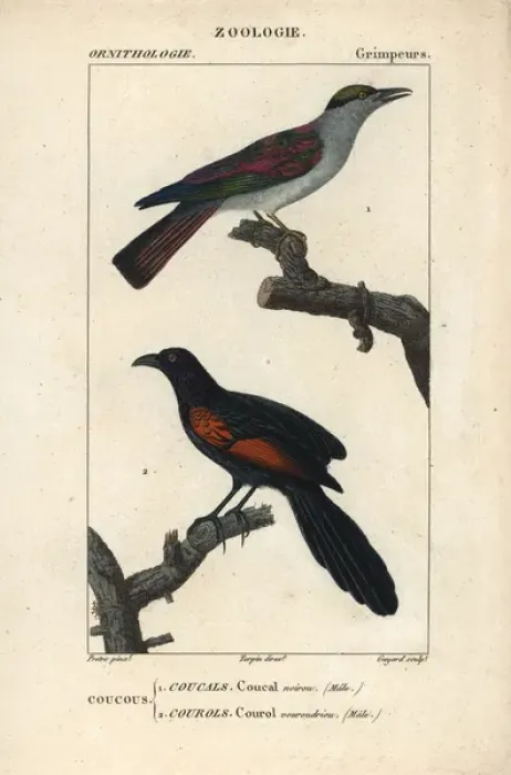 Framed Print : Cuckoo roller, Leptosomus discolor, and Sunda Framed Print : Cuckoo roller, Leptosomus discolor, and Sunda