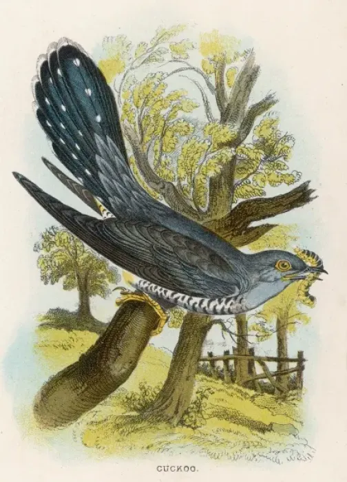 Framed Print : Cuckoo (Sharpe) Framed Print : Cuckoo (Sharpe)