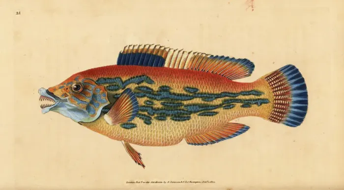 Framed Print : Cuckoo wrasse, Labrus mixtus Framed Print : Cuckoo wrasse, Labrus mixtus